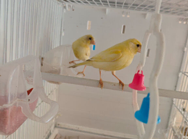 Mixed canaries for sale