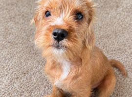 Bordeaux terier x cavapoo