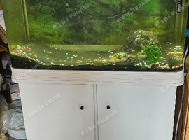 Fish and stand and a oscar fish