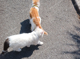 2 males