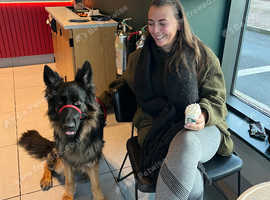 Your Dog Services