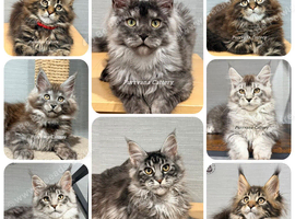 TICA registered adorable Maine coon kittens Ready Now