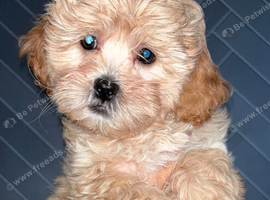 Beautiful F1 Shihpoos