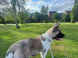 5 month Akita female