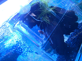 Bristlenose pleco free to a good home