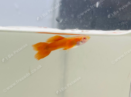Full Red Albino Guppy Pairs