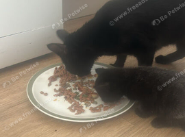 5 mixed kittens for sale &pound;50