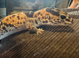 Oreo African fat tail gecko