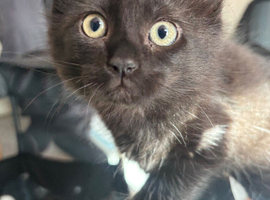 Mixed breed black kittens