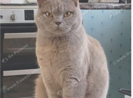 Beautiful British short hair cat