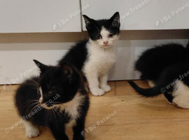 Gorgeous kittens for sale
