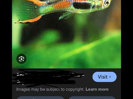 Guppies for sale