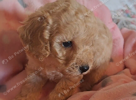 Beautiful toy poodle babies
