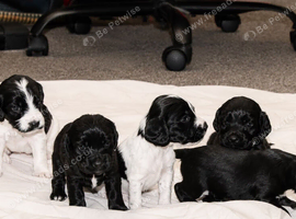 Beautiful Cocker Spaniel Puppies