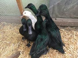 Breeding Trio of Cayuga or 2 Pairs Available