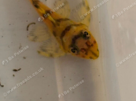 L236super yellow 1&rdquo; or sub adults