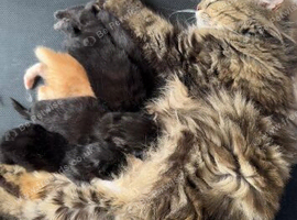Kittens for sale