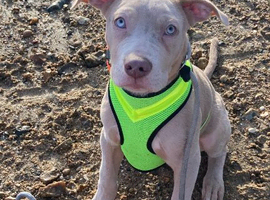 7 month old male