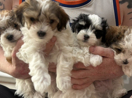 Stunning Maltipoo puppies
