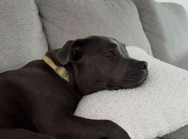 1 Years Old Staffy Girl