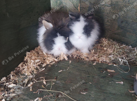 Last 5 baby lionheads
