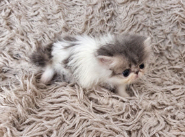 Persian kittens