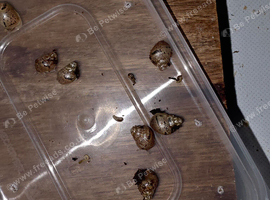 6 baby giant african land snails