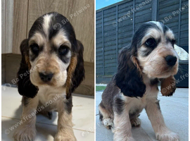 KC STUNNING SHOW TYPE COCKER SPANIELS