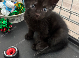 Five black kittens
