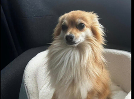 Adorable Pomeranian fox face in Walsall