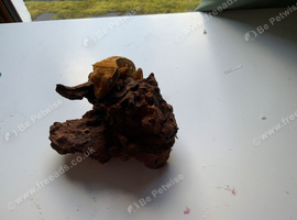 girl crested gecko