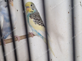 Budgies