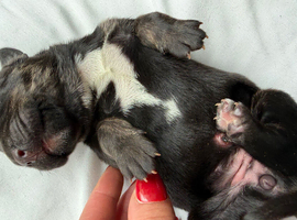 Puppy American bulldog mixed with mastiff