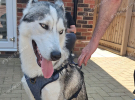 Beautiful huskie for sale