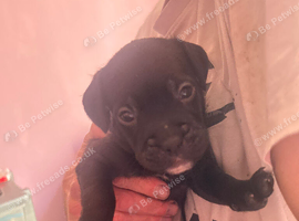 Staffie cross Frenchie