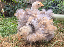 2 Milliefluer Frizzle Booted Pekin Bantams