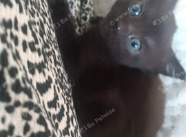 Kittens ready now
