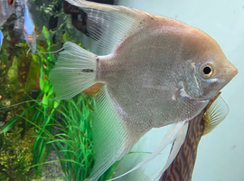 2 large beautiful  angel fish