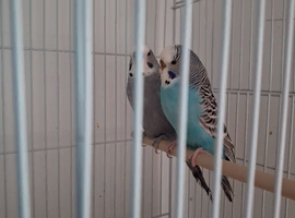Budgie