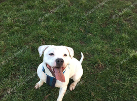 Staffordshire bull terrier for STUD DUTIES