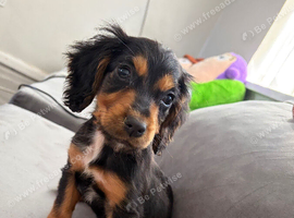 Gorgeous cocker spaniel