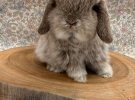 pure bred mini lops
