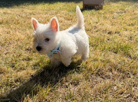 West Highland Terrier Pups