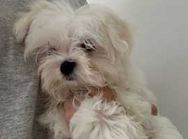 Tiny Maltese adult girl
