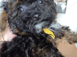 READY NOW! poochon pups