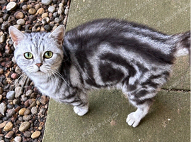 Adult silver tabby girl