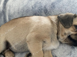 Adorable pugs x for sale