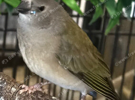 Gouldian finch