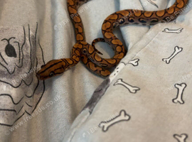 Brazilian rainbow boa