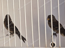 Pair of black cobalt redpolls